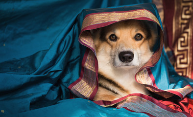 Dog Welsh Corgi Pembroke on a background of colored beautiful fabric. Eastern motifs.
