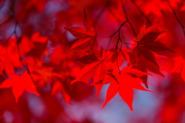 赤く色づくモミジ