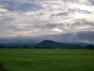 field of green grass and blue sky