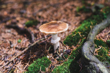 wild mushroom in the forest