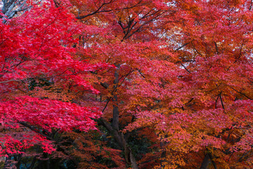 紅く色づくモミジ