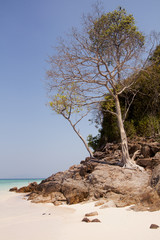 tree on the beach