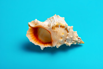 conch shell on a blue background