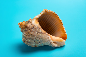 conch shell on a blue background