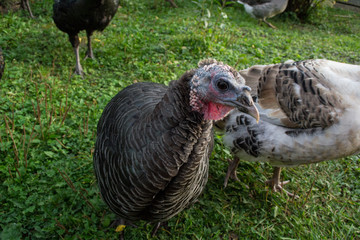 Female turkey head