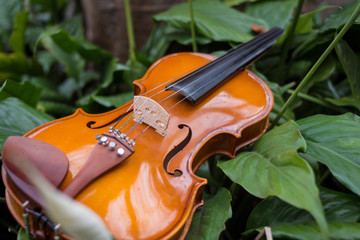 violin about plants and flowers