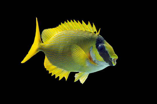 The masked spinefoot (Siganus puellus), also known as decorated rabbitfish or masked rabbitfish, isolated on a black background