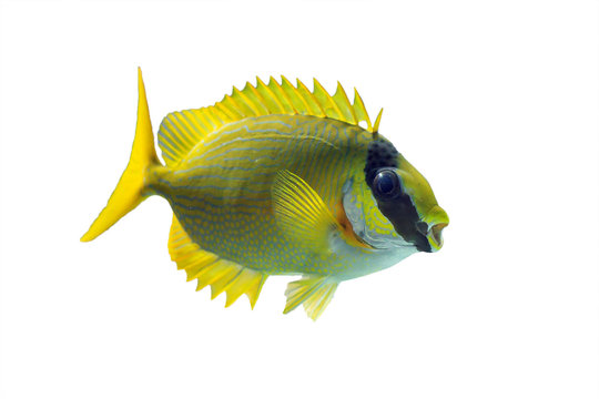 The masked spinefoot (Siganus puellus), also known as decorated rabbitfish or masked rabbitfish, isolated on a white background