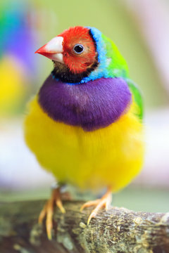 The Gouldian finch (Erythrura gouldiae, male), aka the Lady Gouldian finch, Goulds finch or the rainbow finch, is a colourful passerine bird endemic to Australia

