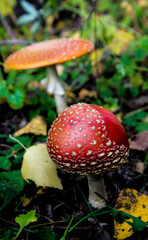 Fly agaric mushrooms and fallen yellow foliage