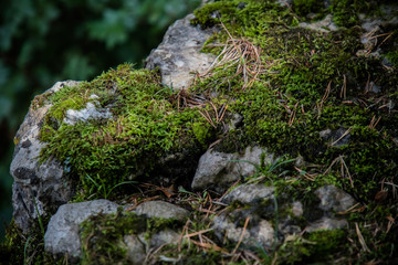 moss on stone