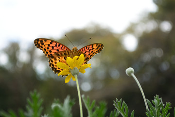 Beautiful butterfly in the garden.