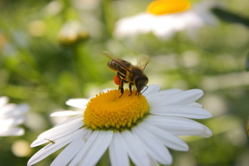 a bee on a flower
