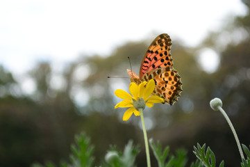 Beautiful butterfly in the garden.
