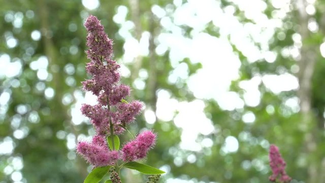 Pink wild flowers grow in a pile. Latin: Spirea densiflora, Spiraea Thale. Bees and flies pollinate flowers. 4K Macro