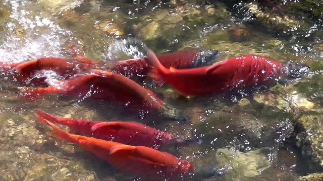 Kokanee salmon spawning upstream in slow motion.