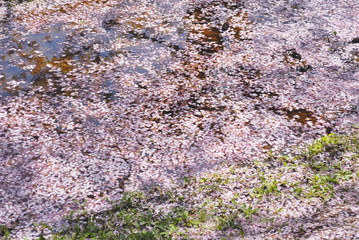 桜　花びら　水たまり　素材