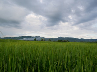 green wheat field and blue sky