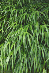 Japanese forest grass (Hakonechloa macra Beni-kaze). Called Beni Kaze hakone grass also.