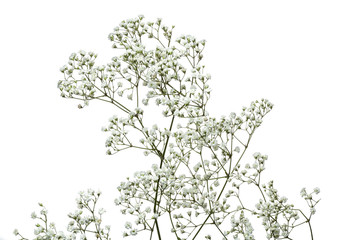 Schleierkraut auf weissem Hintergrund