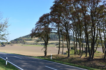Herbstbäume