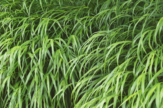 Japanese forest grass (Hakonechloa macra Beni-kaze). Called Beni Kaze hakone grass also.