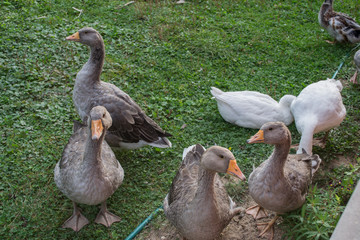 Geese in the garden