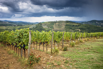 Fototapeta na wymiar Chianti hills with vineyards. Tuscan Landscape between Siena and Florence. Italy