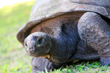old all suspected tortoise