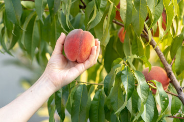 Cropped photo of young lady hand hold big peaches against the background of the branches of green...