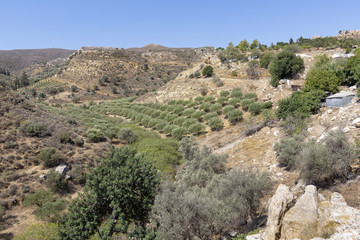 Fototapeta na wymiar Landschaft mit Olivenbäumen auf Kreta, Griechenland