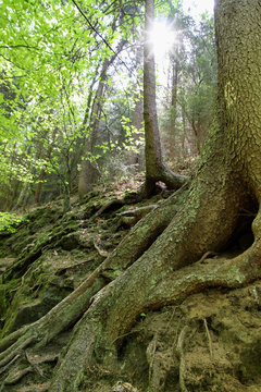 Sächsische Schweiz, Alter Baum, Wurzeln, Wald