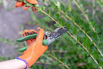 POV view close up cropped photo of young woman hands in orange glows hold shears garden secateurs...