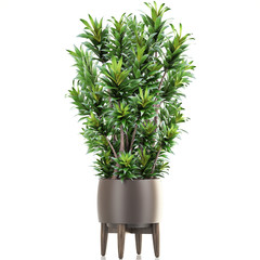 Dracaena in pot