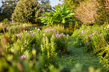 flowers in the garden