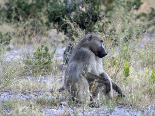 Chacma Baboon, Papio ursinus griseipes, by the lake, reservation Bwabwata, Namibia