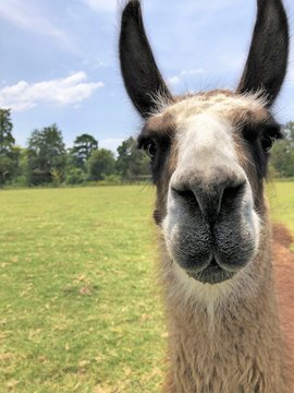 Close Up Of A Llama Face