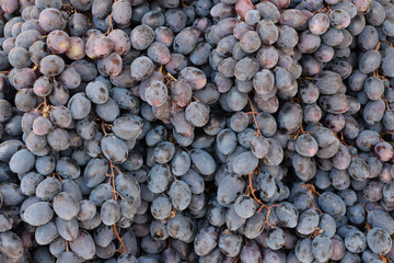 purple grapes background
