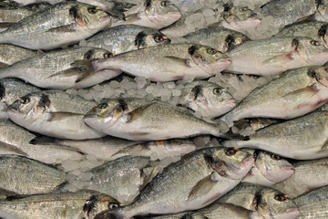 seabream fish background