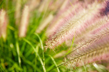 closeup of fountain grass