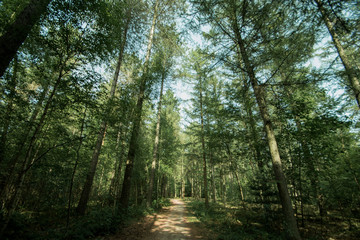 Fototapeta na wymiar The road, surrounded by tree's, Prinsenpark, Belgium