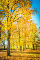 Vibrant yellow fall trees in pak at sunny day, retro toned