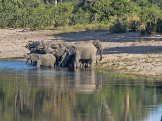 A herd of African elephants at Lake Horseshoe in Bwabwata, Namibia