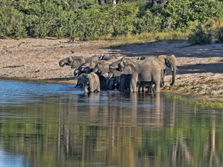 A herd of African elephants at Lake Horseshoe in Bwabwata, Namibia