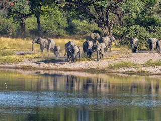 Obraz premium A herd of African elephants at Lake Horseshoe in Bwabwata, Namibia