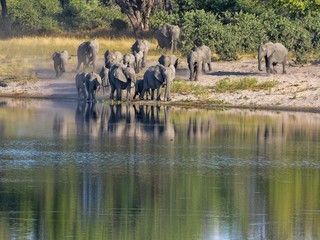 Obraz na płótnie Canvas A herd of African elephants at Lake Horseshoe in Bwabwata, Namibia