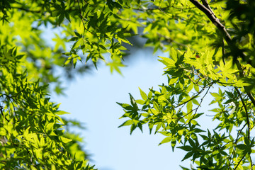 Maple leaves bright green background is the sky. Use as a background image, then feel refreshed, lively and comfortable. with copy space.