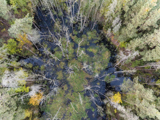 Luftbild eines Sumpfgebietes im Wald