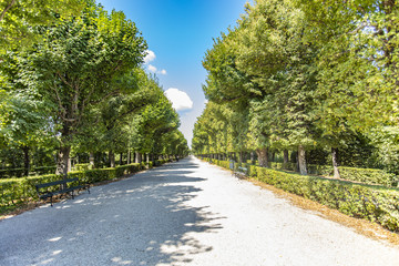 green alley in the park 