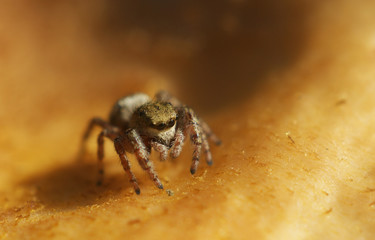 little cute brown jumping spider on mushroom